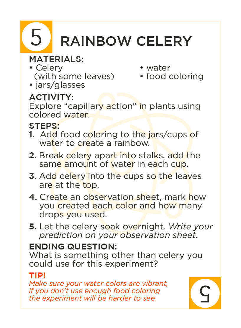 GCSCSTEM's tweet photo. "Rainbow Celery" is a "wow" activity that provides students with a great visual. Children look at capillary action in plants. What other plants might you be able to do this activity with? @dailystem https://t.co/cO6Zw5vEUS