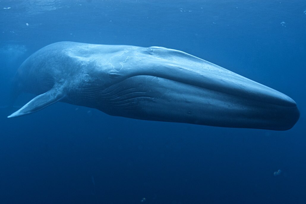 animalsizes's tweet photo. The average person will walk 9 miles in IKEA. Assuming that the average blue whale is ~100 feet long, an IKEA shopper will travel the length of approximately 475 blue whales in search of the perfect ottoman. https://t.co/5adAuVt6Tu