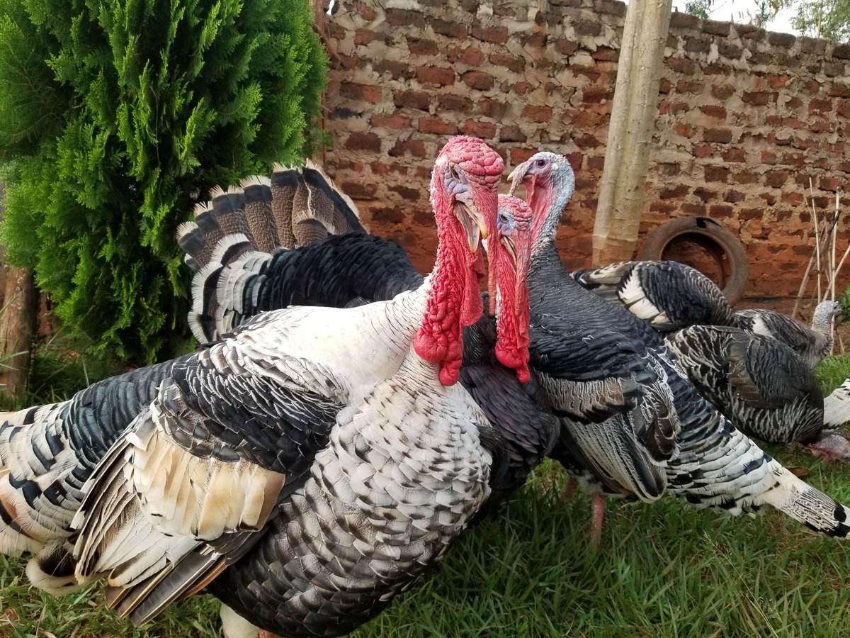 Turkey Farming 

I am enthusiastic about turkeys and do large scale.
I have carefully selected my breeds across various regions
Will keep you posted on my TL and YouTube Channel for Tips and Tricks
#agribusinessTalk254 #KOTLoyalsOnly #KOTWave #AttainSpiritualHeightsDuringLockdown