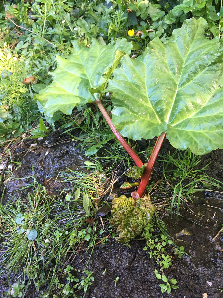 Day 34 Kids enjoying watering the rhubarb and watching it grow  #KeepingKidsEntertained  #Covid19Ireland