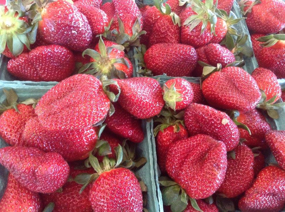 Lguth's tweet image. Strawberries now at Pitt County NC farms #foodforpitt