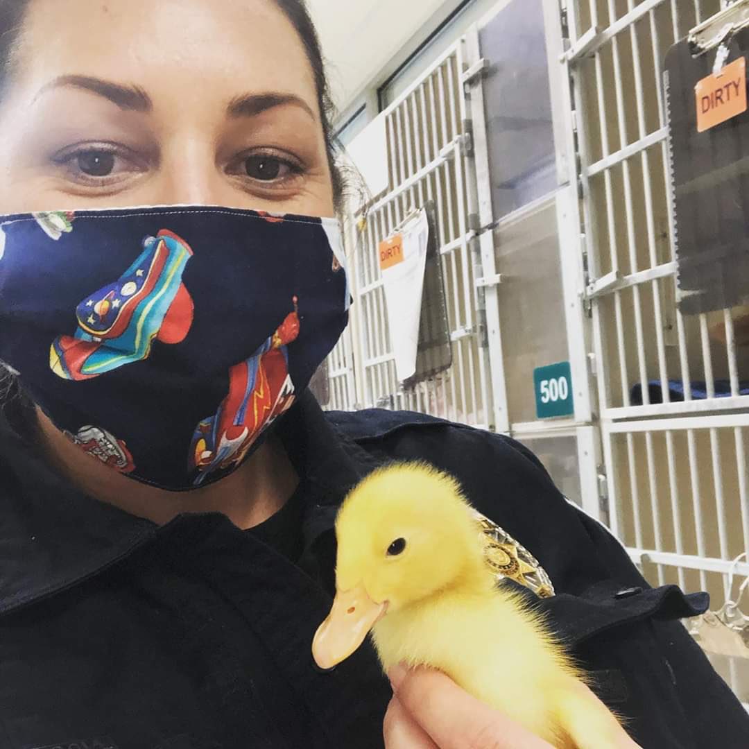 HSPPR's tweet photo. There are ducks galore today! Officer Berdiales and Sergeant Garcia say hello with their feathered friends! #HSPPR #Animallawenforcement #AnimalControlOfficerAppreciationWeek https://t.co/2VE7C2FOZe