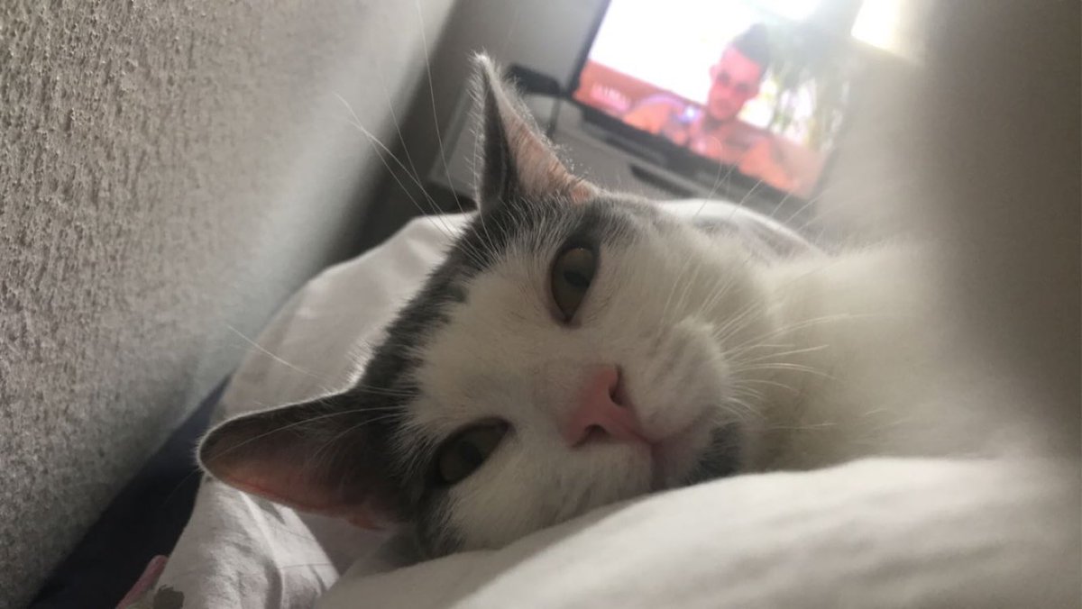 4pollyne's tweet photo. ⚠️RT APPRÉCIÉS⚠️
Mon petit bébé Poutine n’est pas rentré depuis hier, sachant que c’est un chat d’appartement je suis très inquiète !
Il est de corpulence moyenne, assez petit et réagis généralement bien à son nom.

SECTEUR GAMBETTA/LAMARTINE A CHARLEVILLE-MÉZIÈRES. 
Merci. https://t.co/SD7uw8tpjb