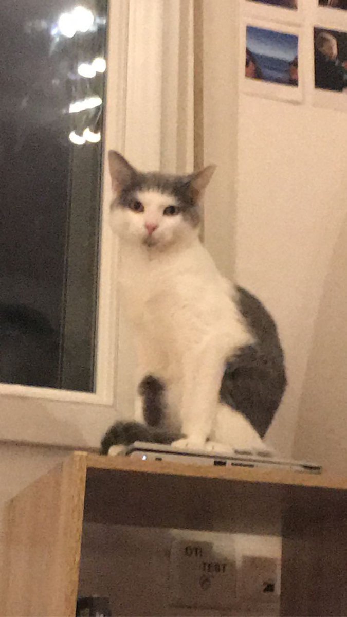 4pollyne's tweet photo. ⚠️RT APPRÉCIÉS⚠️
Mon petit bébé Poutine n’est pas rentré depuis hier, sachant que c’est un chat d’appartement je suis très inquiète !
Il est de corpulence moyenne, assez petit et réagis généralement bien à son nom.

SECTEUR GAMBETTA/LAMARTINE A CHARLEVILLE-MÉZIÈRES. 
Merci. https://t.co/SD7uw8tpjb