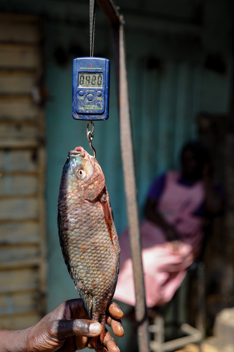 It& #39;s been a record low FOUR weeks on sales of CHINESE fish in the markets. Traders say customers are SCARED of the fish and they are preferring fish from LAKE VICTORIA, in its absence, fish farms from KENYA.