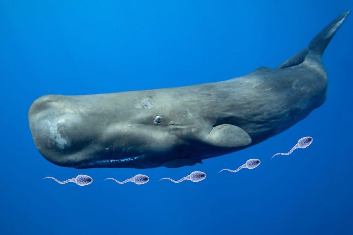 animalsizes's tweet photo. Did you know that male sperm whales can reach a maximum of 62 feet in length? With sperm only being around 50 micrometers (0.00197 inches) long, this means that sperm whales can reach a length of around 377,665 sperm. WOW! https://t.co/3c5Cv5eebK