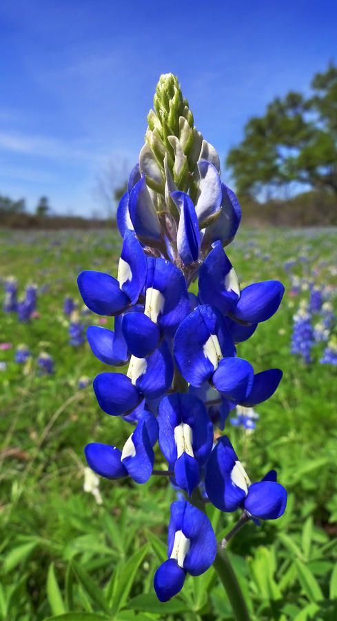 Blue bonnet (state flower)