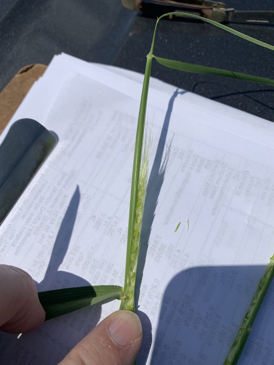 Lanc_ext_Jeff's tweet photo. Split a stalk of #triticale today.  Early boot stage. Developing head easily seen inside. This field was in the process of being cut today. 4-15-20 https://t.co/Byv6PGv0uM