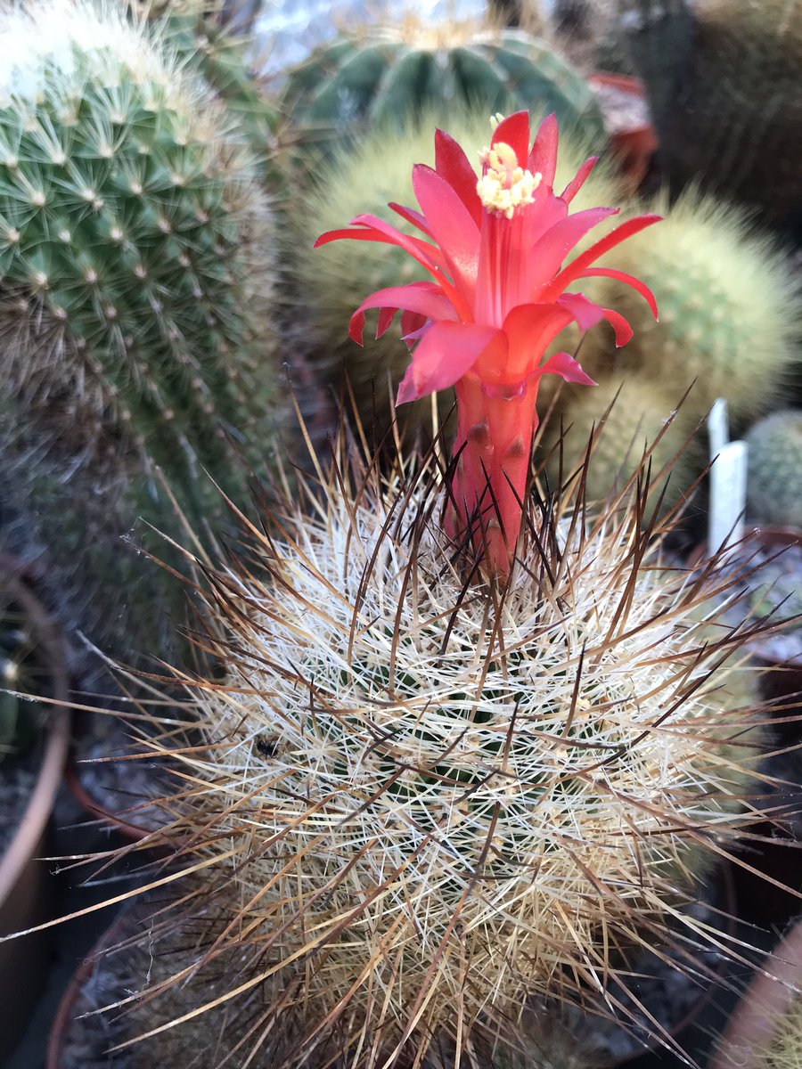 Last but not least 
#cactus #succulents