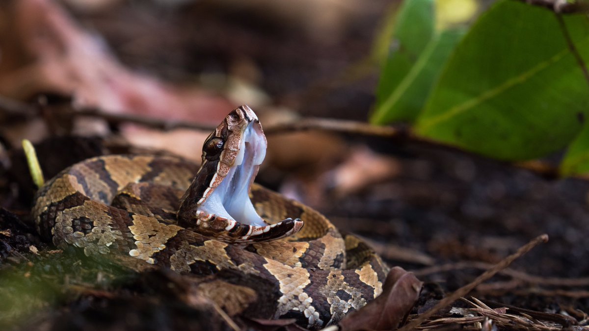 A young Florida Cottonmouth, warning us not to mess with it in the amazing Everglades National Park.