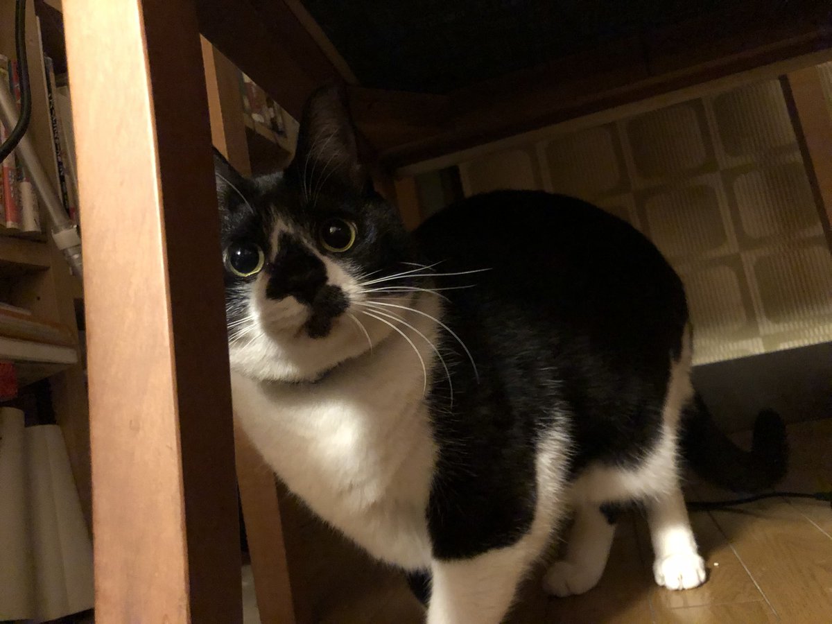 ウチの猫 こんなに成長しました これがこうやで タグまとめ Togetter