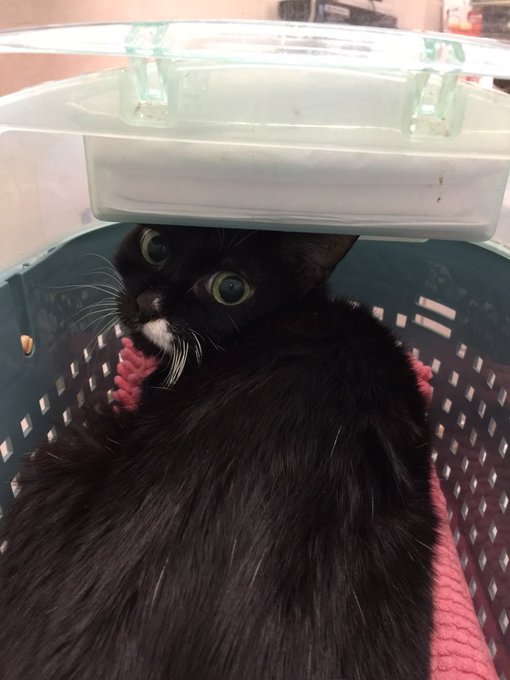 まゆたん今日は病院でおちっこ漏らしちゃいましたけど後はずっといい子でした 