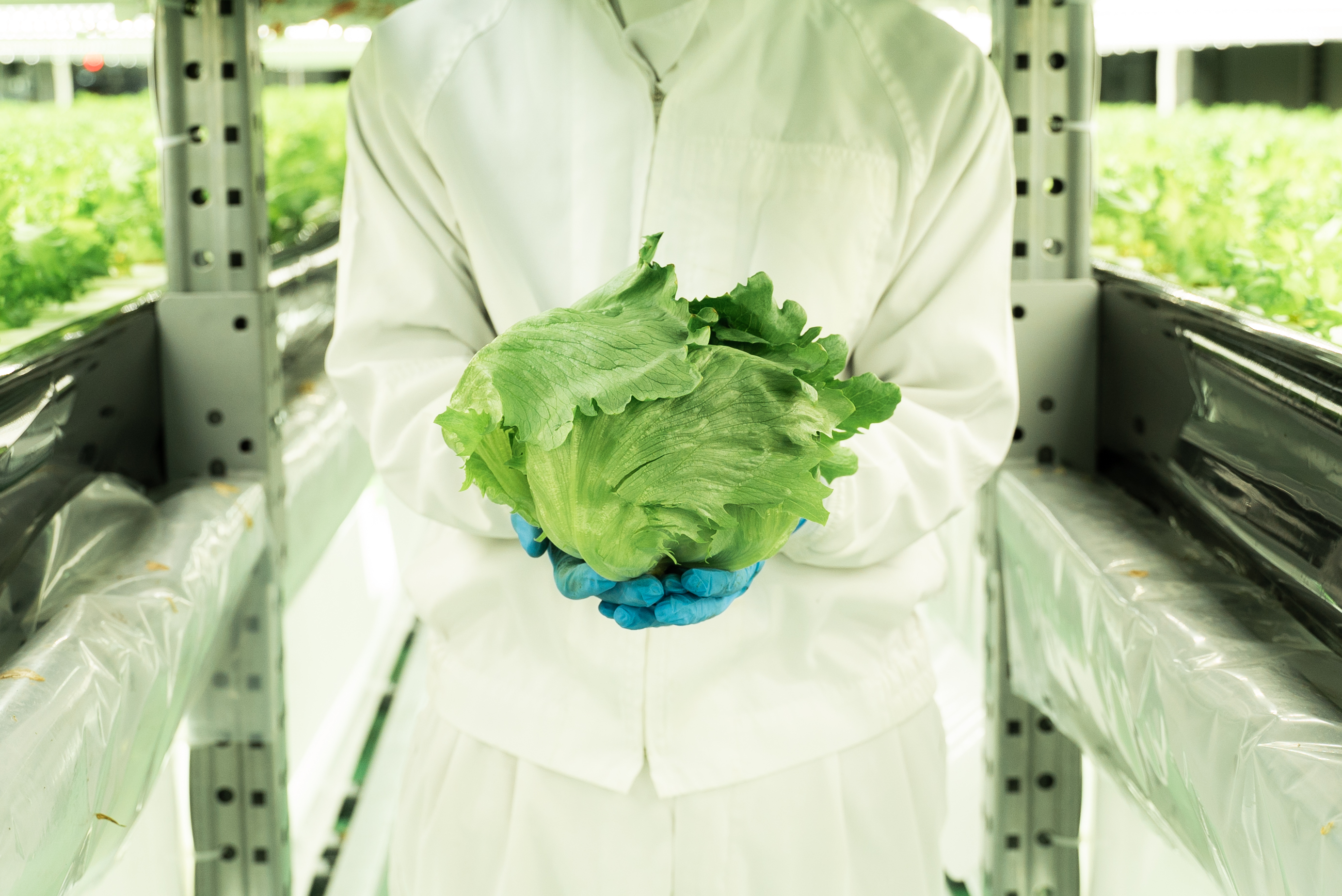 宮下清優 レタス工場してます Kiyo08 Twitter