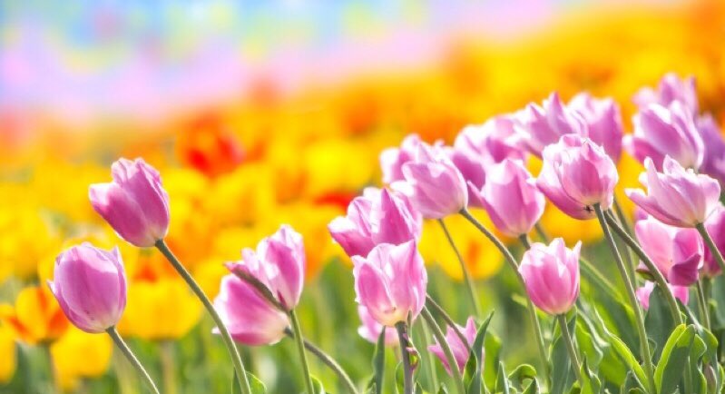 Mai_pay_forward's tweet photo. おはようございます❣️

自分の中の不安に気付いた途端に、周りから良い情報が集まり始めました😊✨

今の気分が未来を引き寄せるなら、やはり不安より希望がいい💖

口角を上げて 長い呼吸をして 自分の心をコントロールしてね💖😊✨

良い言葉をつぶやいたり 何かに没頭するの��いいですね💖🤗✨ https://t.co/TVUaYKAE5z