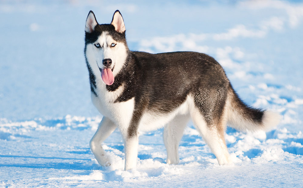 JAEHYUN: siberian husky‣ mischievous and playful‣ extremely stubborn‣ athletic and loves to compete‣ sociable, but also content alone