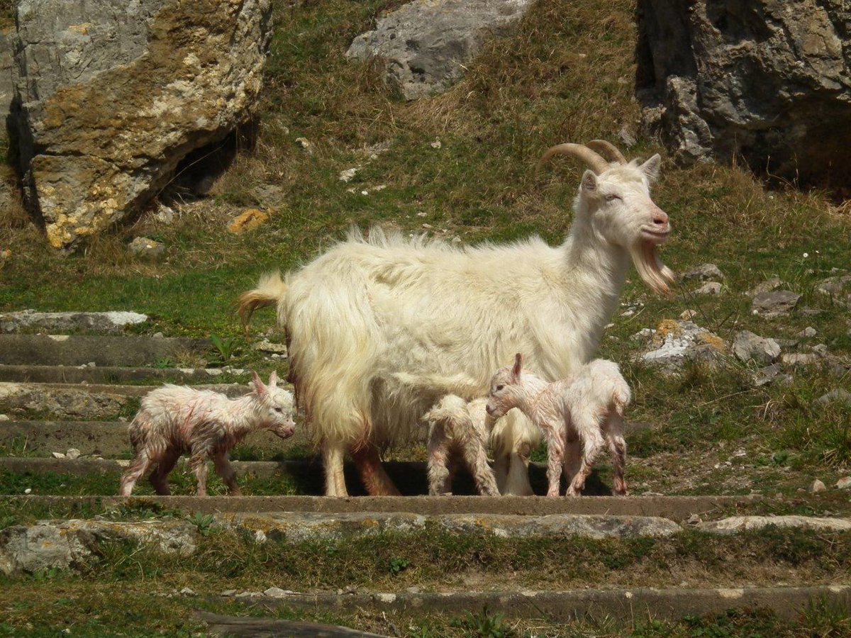 Sent in by one of our locals today! The goat family is expanding in Llandudno 😍😍
#llandudno #GOAT #goats #NorthWales #conwy #NextGeneration #nextgen