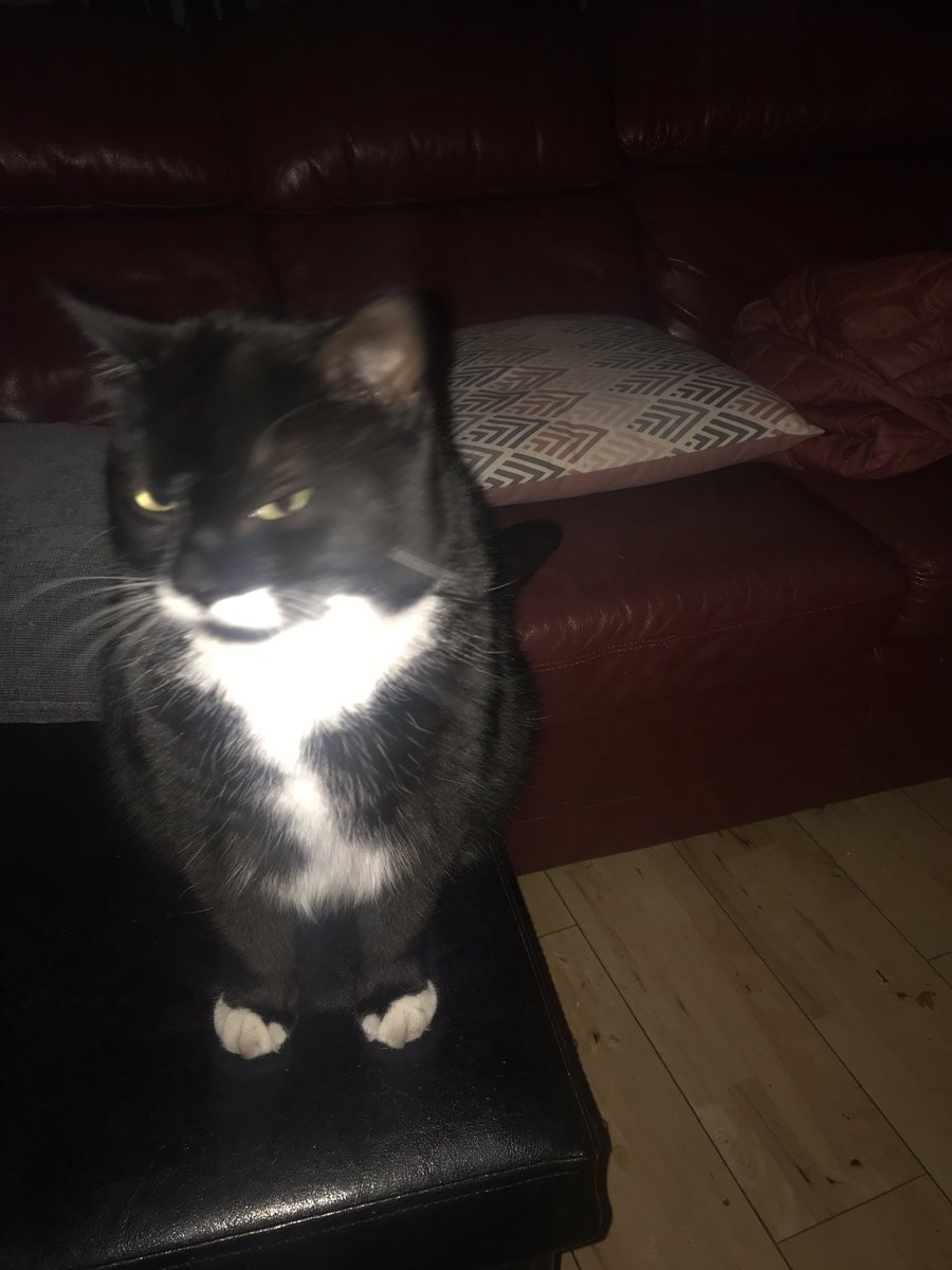 GillianClean's tweet photo. @TomtomThat Tom Tom  this is bailey https://t.co/YOckpF6Rd8