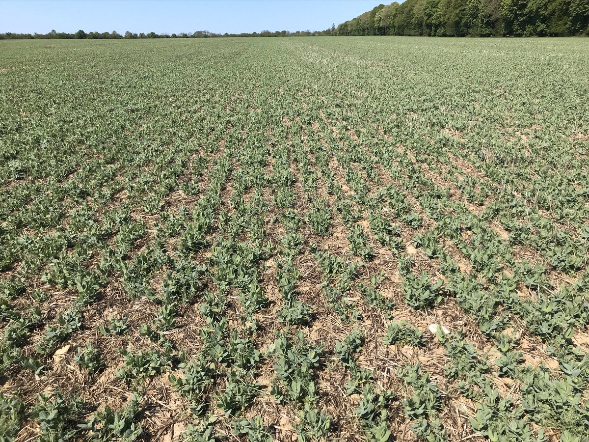 fredericremy95's tweet photo. Belle parcelle de pois d’hiver, quelques ronds de #bacteriose 😱 en espérant que le sec la freine... 🙏 @PaulRobertAgro @laurentjung54 @terresinovia @Agoracoop @easi_nov @LaurentPinsson https://t.co/lGPPl7qCxL