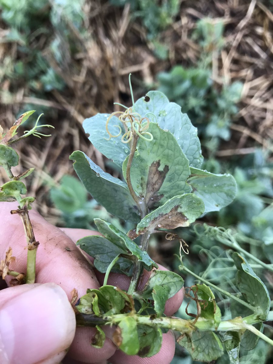 fredericremy95's tweet photo. Belle parcelle de pois d’hiver, quelques ronds de #bacteriose 😱 en espérant que le sec la freine... 🙏 @PaulRobertAgro @laurentjung54 @terresinovia @Agoracoop @easi_nov @LaurentPinsson https://t.co/lGPPl7qCxL
