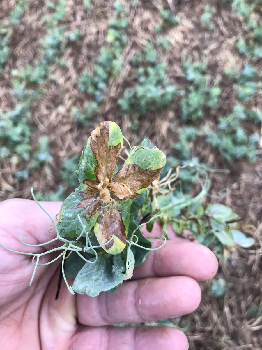 fredericremy95's tweet photo. Belle parcelle de pois d’hiver, quelques ronds de #bacteriose 😱 en espérant que le sec la freine... 🙏 @PaulRobertAgro @laurentjung54 @terresinovia @Agoracoop @easi_nov @LaurentPinsson https://t.co/lGPPl7qCxL