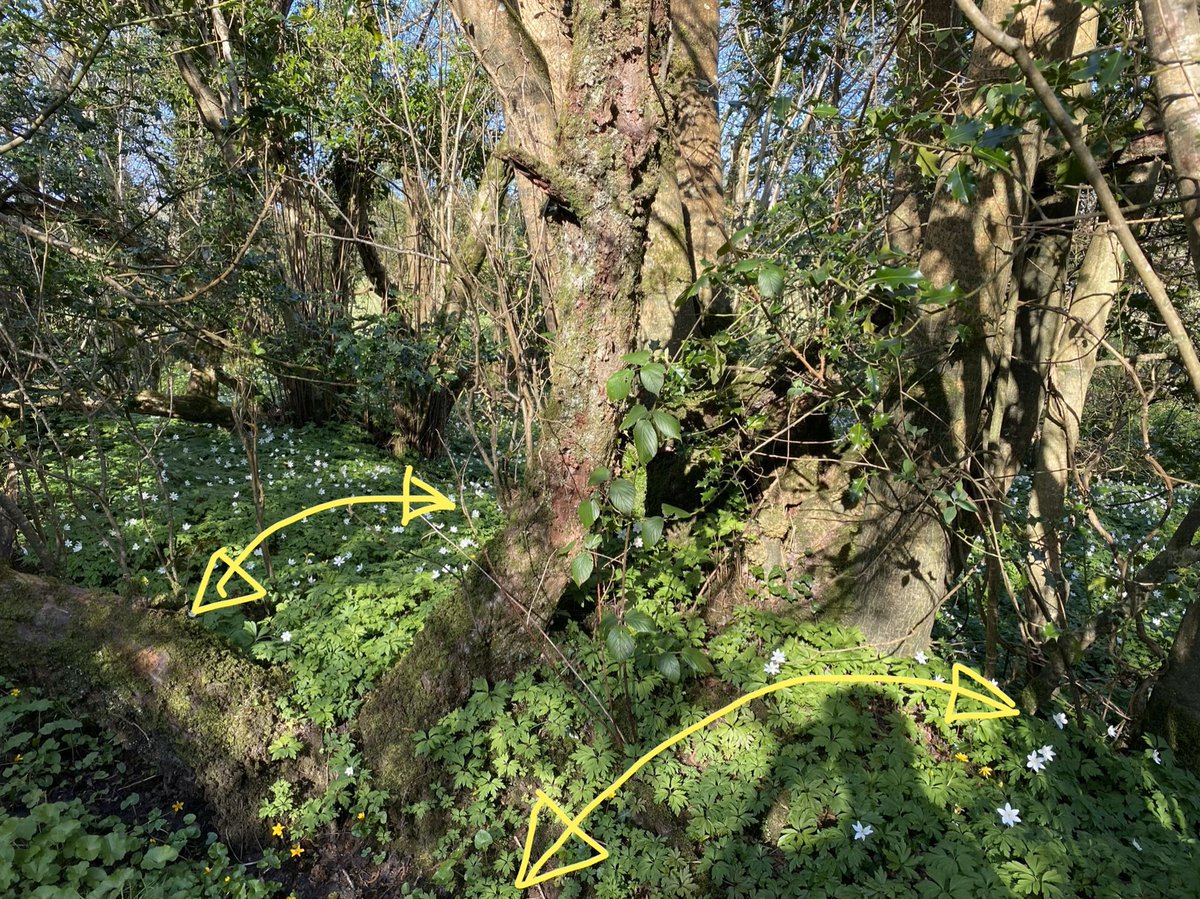 this is the woodbank (pic 1). it has 3 old crab apple trees (pic 2) growing on it - usually associated with ancient woodland >400 years old - and a big ash stool with the locally rare epiphytic lichen Pyrenula macrospora (pic 3). no sign of it on old maps going back to 1830 