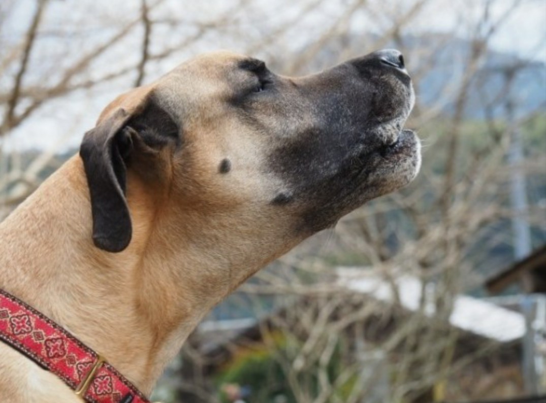 犬の遠吠え