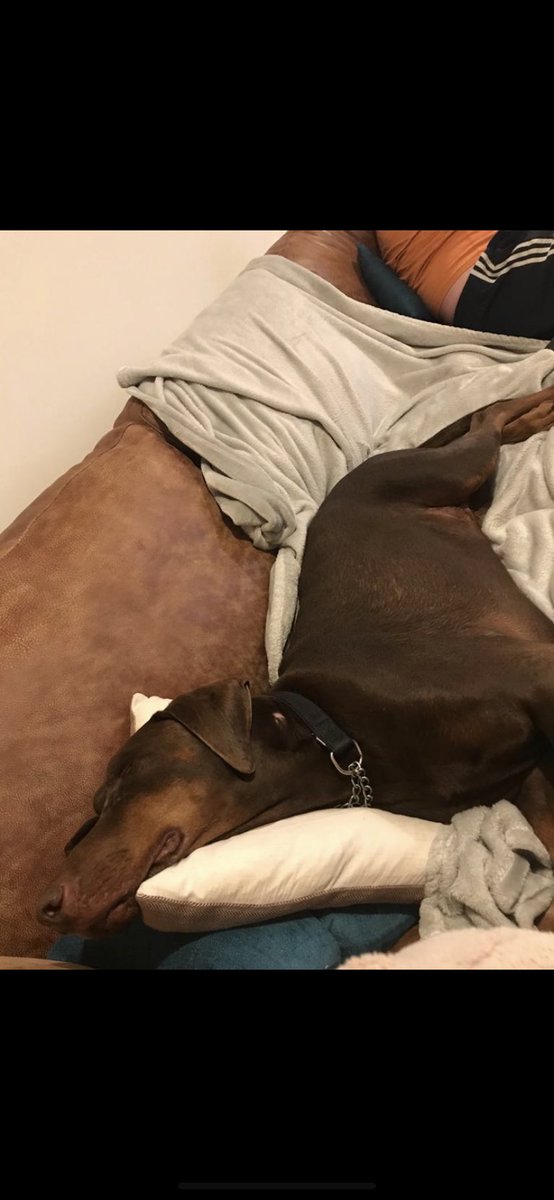 Fendithe doberman tweet media