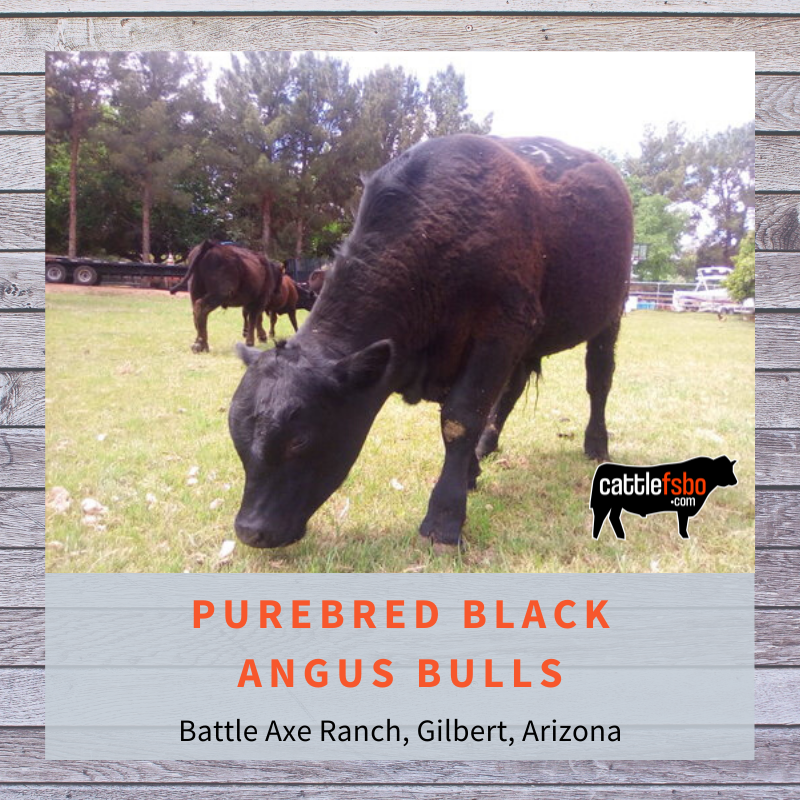 Purebred Black Angus Bulls, Battle Axe Ranch, Gilbert, Arizona  —> Visit the website for details. #Cattle #CattleForSale #CattleFSBO #Angus #AngusBulls #AngusCattle