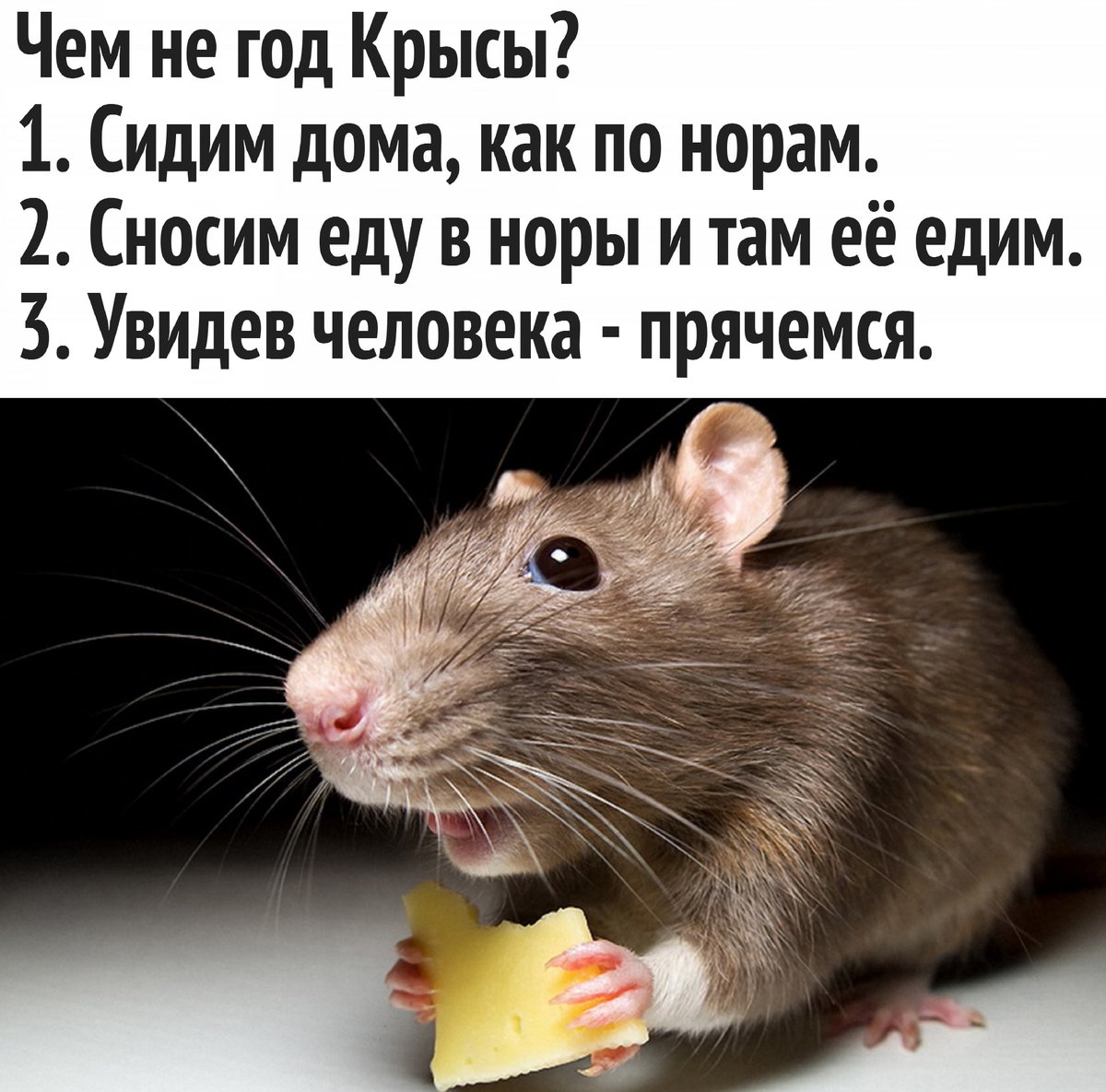 когда был год крысы в последний раз. год крысы надпись. высказывания о людях крысах. 2008 год крысы. стих про крысу.