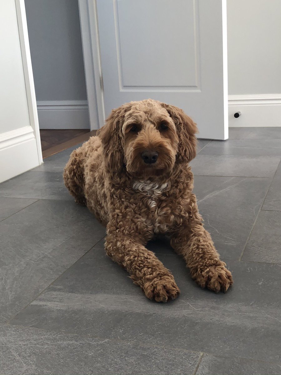 LuckyCockapoo's tweet image. Borstal home hair cut ☹️