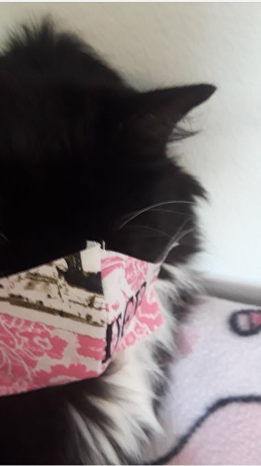 When mom needs to use your little face to measure a mask... https://t.co/ORQ67dmiPc<a href="/tag/catlady"class="tags"><span>#catlady</span></a><a href="/tag/caturday"class="tags"><span>#caturday</span></a><a href="/tag/catsoftwitter"class="tags"><span>#catsoftwitter</span></a><a href="/tag/7cats"class="tags"><span>#7cats</span></a>