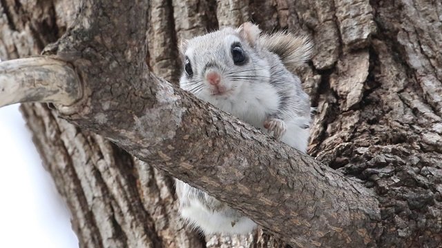 Hirohide おはようございます 今朝の第２弾では網走市内の公園のエゾモモンガです エゾモモンガ は顔形も可愛い のですが そのしぐさや行動もコミカルでかわいいです エゾモモンガ では皆さま良い1日を