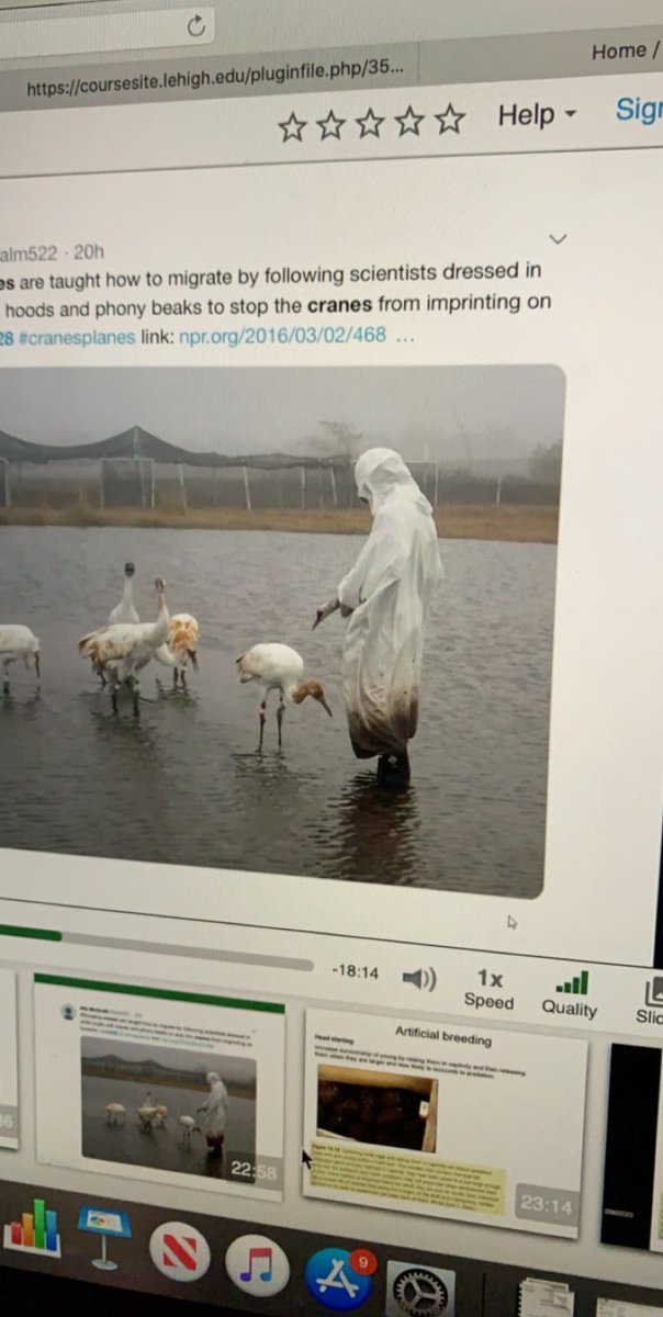 SchnellAllyssa's tweet photo. I’m not convinced that this scientist looks like a whooping crane. #ees028 https://t.co/FRAGNGSKVT