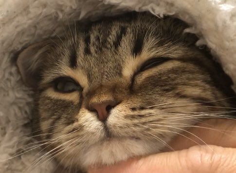 ymofan's tweet photo. #猫好きさんと繋がりたい 
#ネコ好き 
#新型コロナ 
#ウチのネコが神選手権
#写真好きな人と繫がりたい 
#モフそわけ 

『���出の自粛でツライ時、ただただずーっと寝ているぷりんせ

君がいると全然平気だ。。
😍いつももありがちょ

この気��。。他の方にも少しでもモフそわけできるかな。。
(*^^*) https://t.co/NxvpUgkq9o