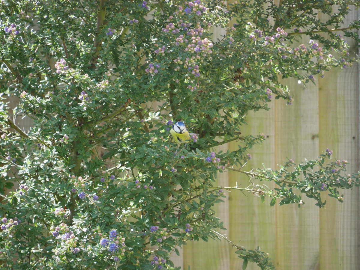 IanW9999's tweet photo. #TwitterNatureCommunity #NaturalHealthService
#SelfIsolationBirdwatch Seen today in the garden - pied wagtail, goldfinch and bluetit https://t.co/TlbjCWDuJA