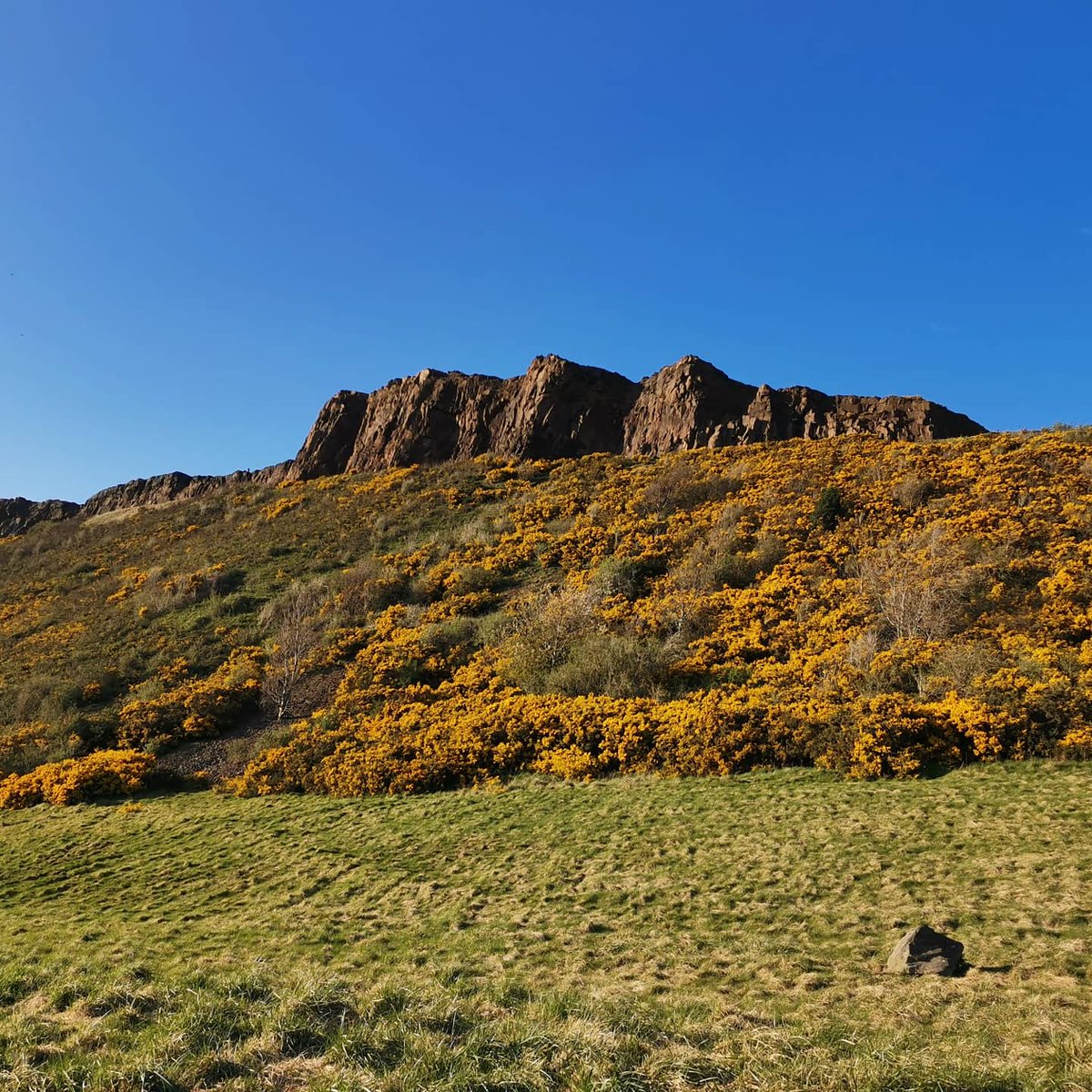 MelSherwood_'s tweet photo. Sun shining. Bees buzzing. Birds chirping. Fresh air invigorating. Spectacular scenery just minutes from home. What more could a girl want on a Wednesday evening in Edinburgh?

#gratitude
#soulnurturing
#naturenutures
#escapinglockdown
#Edinburgh
#ArthursSeat
#exercise
#nofilter https://t.co/JyWi9UL5IK