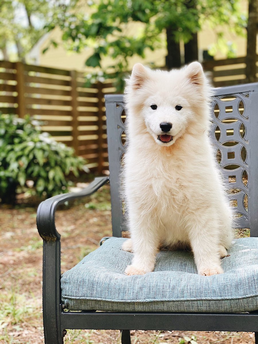 rmagency's tweet photo. 🐾 Happy #WoofWednesday — and YES this fluffy ball of cuteness is real 😍 Welcome to the R+M pack, Bella! You may paw-sibly be the cutest member. Must be those #Samoyed puppy eyes. #PetsOfGoodness https://t.co/EpZOOdP1Td