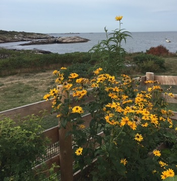 You can visit Thaxter's reconstructed garden, now cared for by the  @shoalsmarinelab. Read more about it:  http://bit.ly/2RGA6TQ Associate curator Sarah Cash visited Appledore Island in 2016 and took this photograph that approximates Hassam’s viewpoint from the garden.