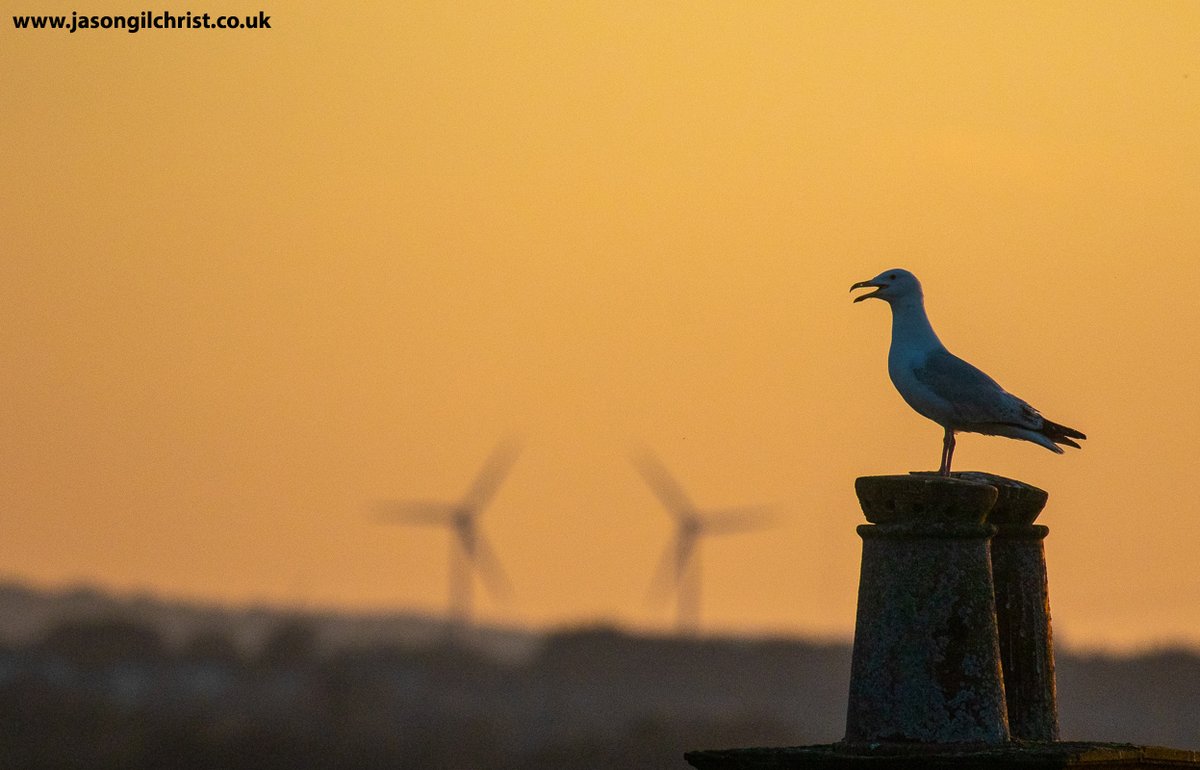 jgilchrist13's tweet photo. Herring gull on chimney, at sunset, Bathgate, tonight. West Lothian, Scotland. #sunset #gull #herringgull
#Larusargentatus #bird #birdphotography #chimney #oneexercise #dailyexercise #ThePhotoHour #StormHour #ilovegulls #Bathgate #WestLothian #Scotland #ScotlandIsNow @SIBirdClub https://t.co/szD21pCBIS