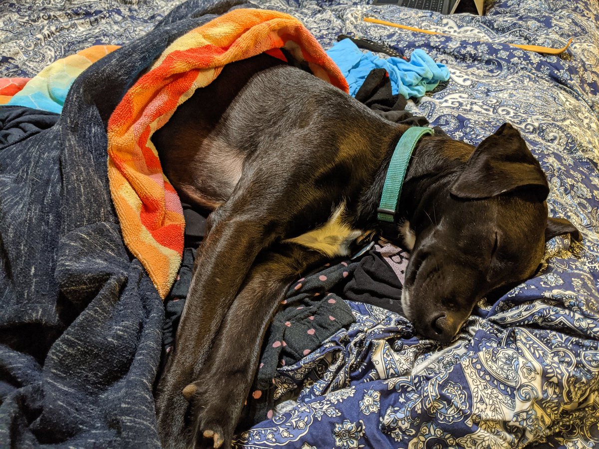 SpottedinSecond's tweet photo. #WildWednesday Tried a few times to get a good photo with my pup Zelda! She's decided it's play time and she loves helping fold clean clothes... 💕🐶 #MPVirtualSpiritWeek https://t.co/rJom0xHTDv