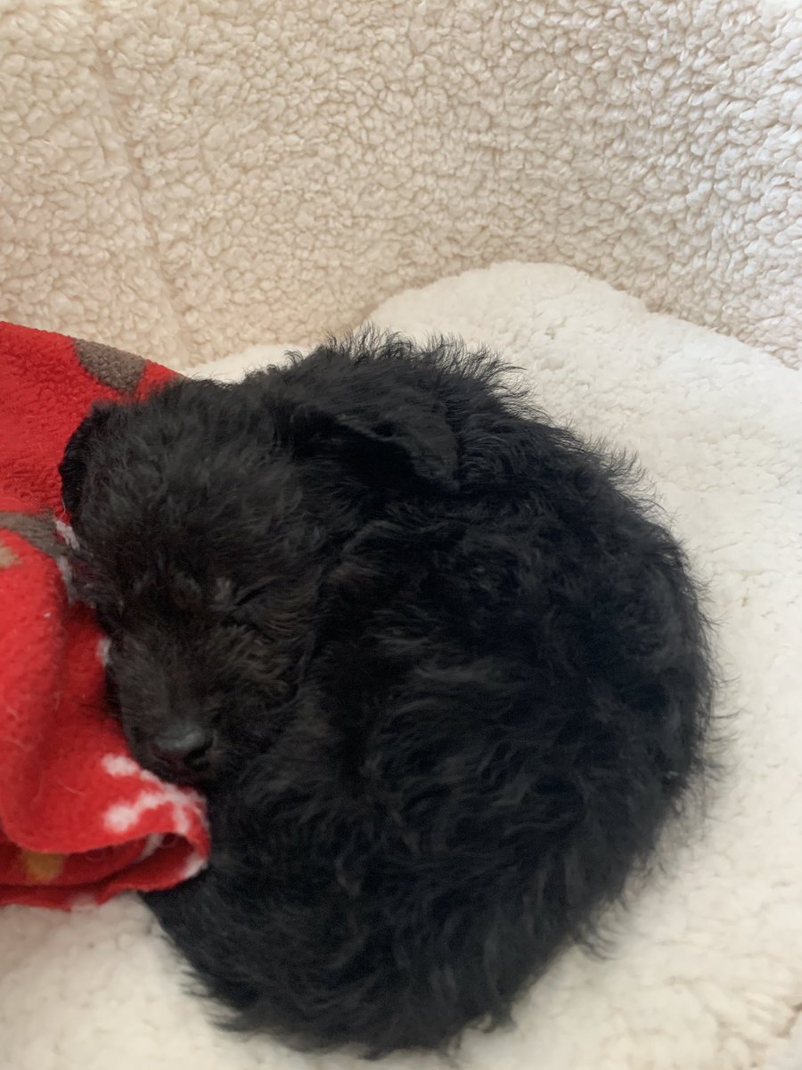 oddearls's tweet image. I can't believe I have a puppy OMG I'm so in love