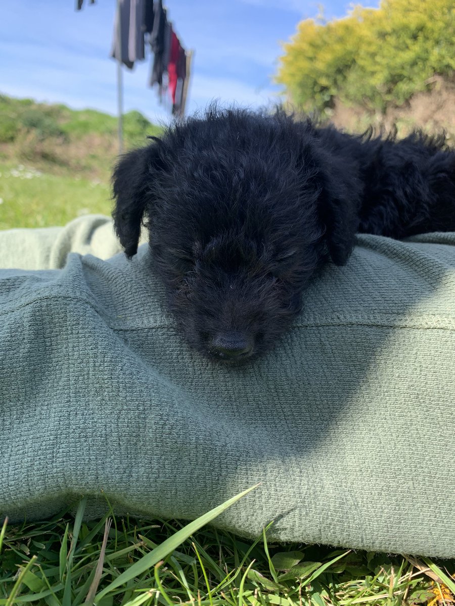 oddearls's tweet image. I can't believe I have a puppy OMG I'm so in love