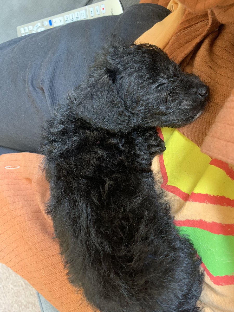 oddearls's tweet image. I can't believe I have a puppy OMG I'm so in love