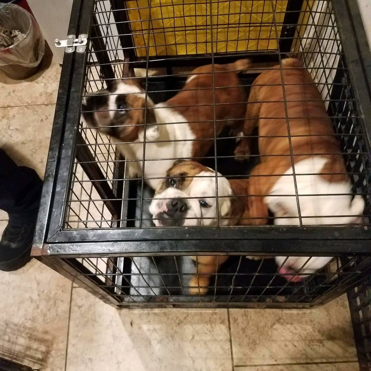 HoustonSPCA's tweet image. They spent their entire lives in this crate, but now they're free ❤️ Houston SPCA and @houstonpolice rescued 5 bulldogs and 7 Yorkies from a backyard breeder after spending their lives in poor conditions. At least one will be needing surgery. #animalrescue #animalcruelty #hounews