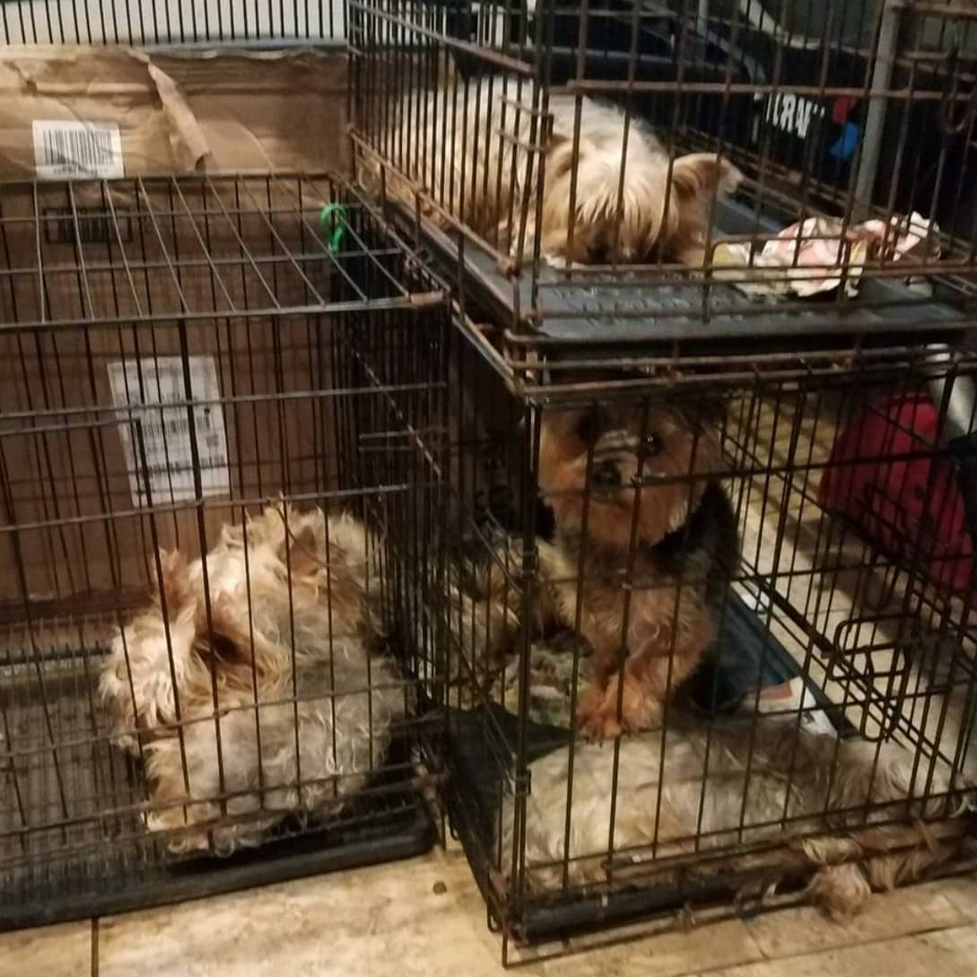 HoustonSPCA's tweet image. They spent their entire lives in this crate, but now they're free ❤️ Houston SPCA and @houstonpolice rescued 5 bulldogs and 7 Yorkies from a backyard breeder after spending their lives in poor conditions. At least one will be needing surgery. #animalrescue #animalcruelty #hounews