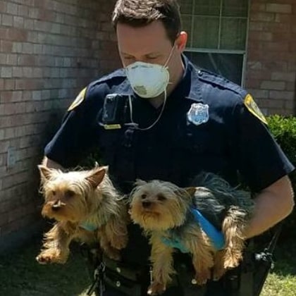 HoustonSPCA's tweet image. They spent their entire lives in this crate, but now they're free ❤️ Houston SPCA and @houstonpolice rescued 5 bulldogs and 7 Yorkies from a backyard breeder after spending their lives in poor conditions. At least one will be needing surgery. #animalrescue #animalcruelty #hounews