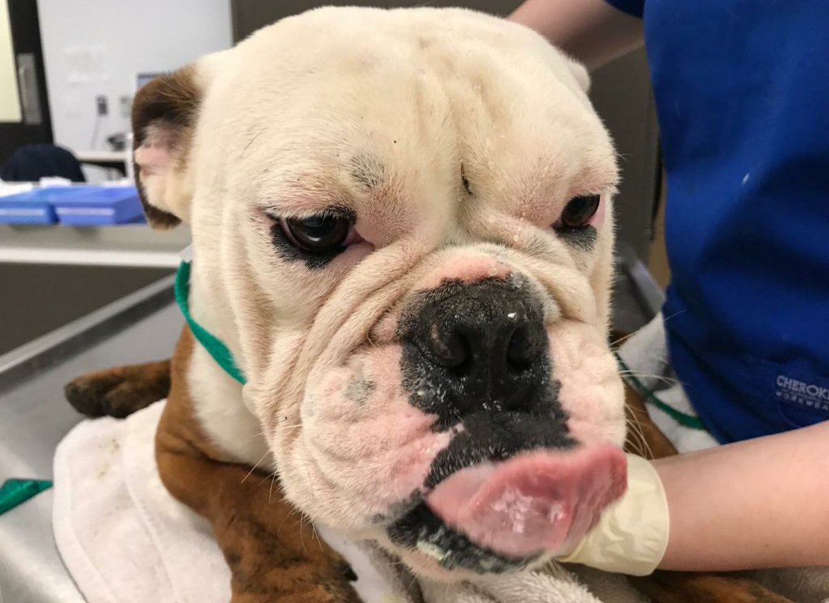 HoustonSPCA's tweet image. They spent their entire lives in this crate, but now they're free ❤️ Houston SPCA and @houstonpolice rescued 5 bulldogs and 7 Yorkies from a backyard breeder after spending their lives in poor conditions. At least one will be needing surgery. #animalrescue #animalcruelty #hounews
