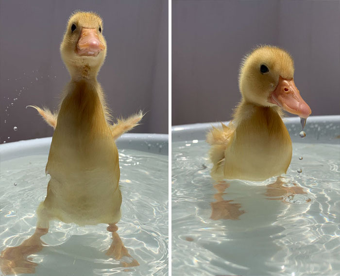 michael clifford as ducklings: a thread