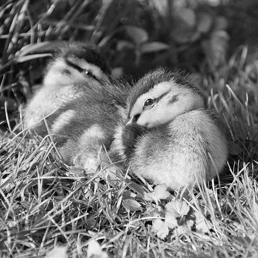 michael clifford as ducklings: a thread