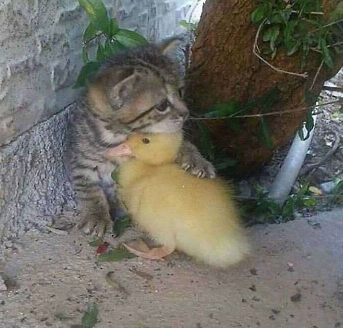 michael clifford as ducklings: a thread